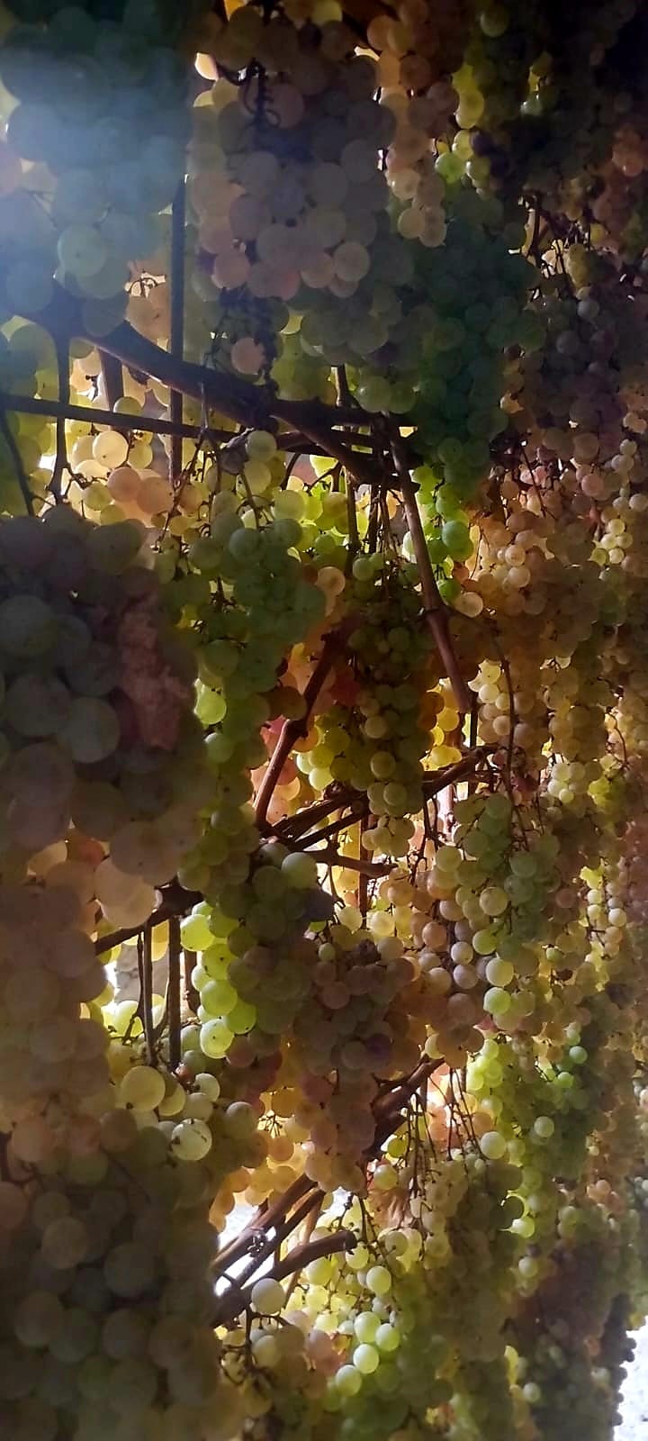 Piano sperimentale di selezione dei lieviti da fermentazioni spontanee Vendemmia&nbsp;2024